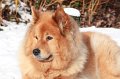 kschnee (13)